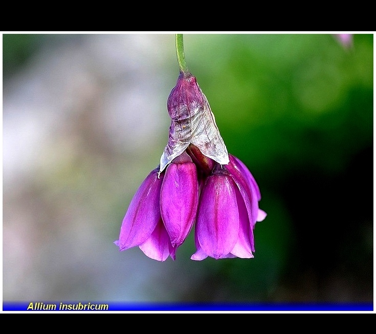 allium insubricum