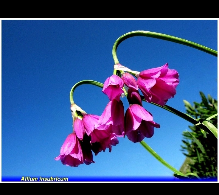 allium insubricum .