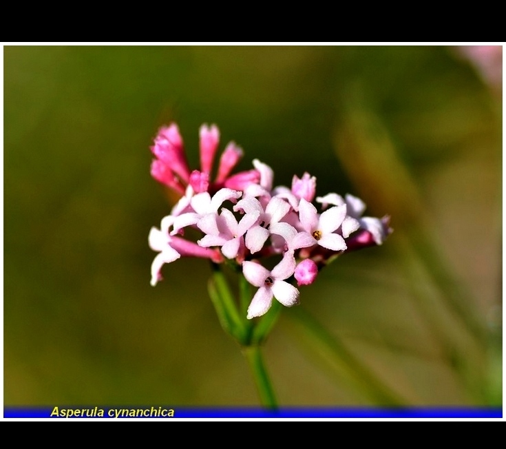 asperula cynanchica