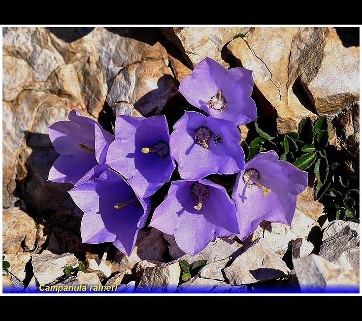 campanula raineri