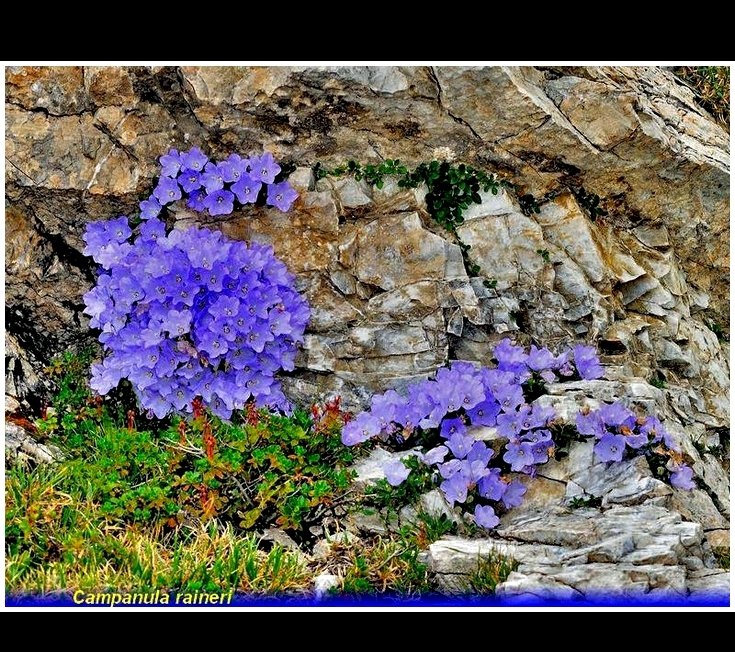 jquery slideshow