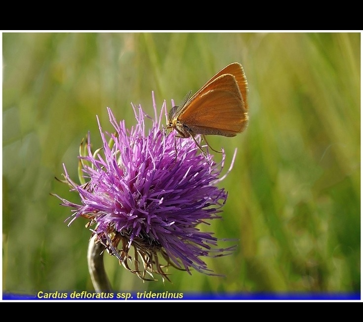 cardus defloratus