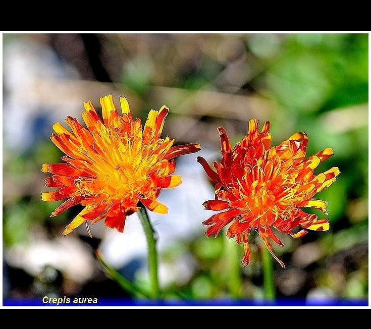 crepis aurea