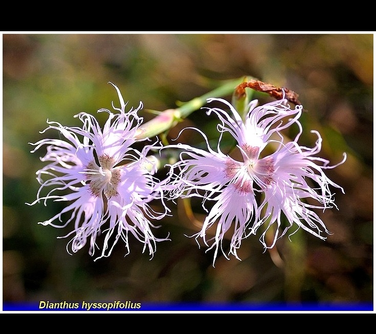 dianthus hyssopifolius