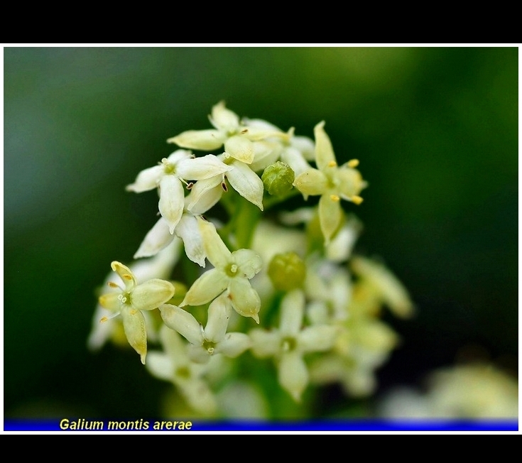 galium montis arerae