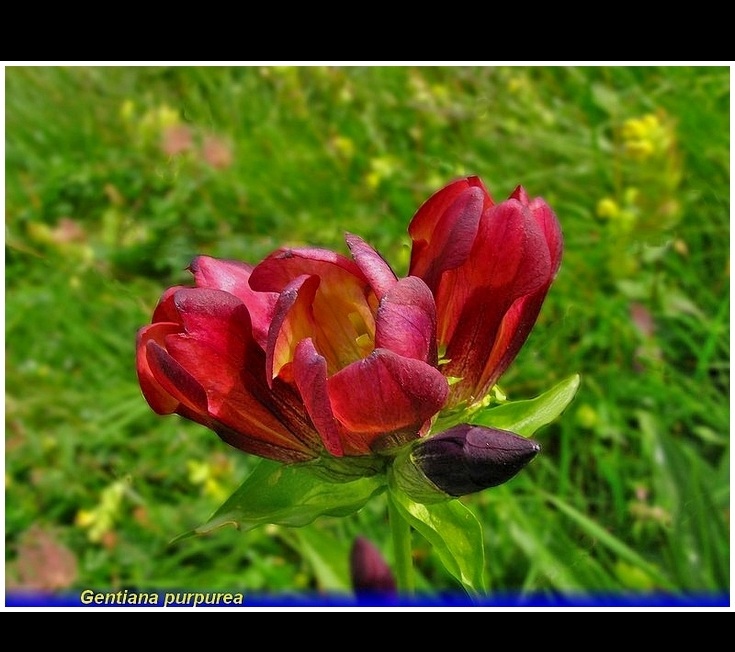 gentiana purpurea