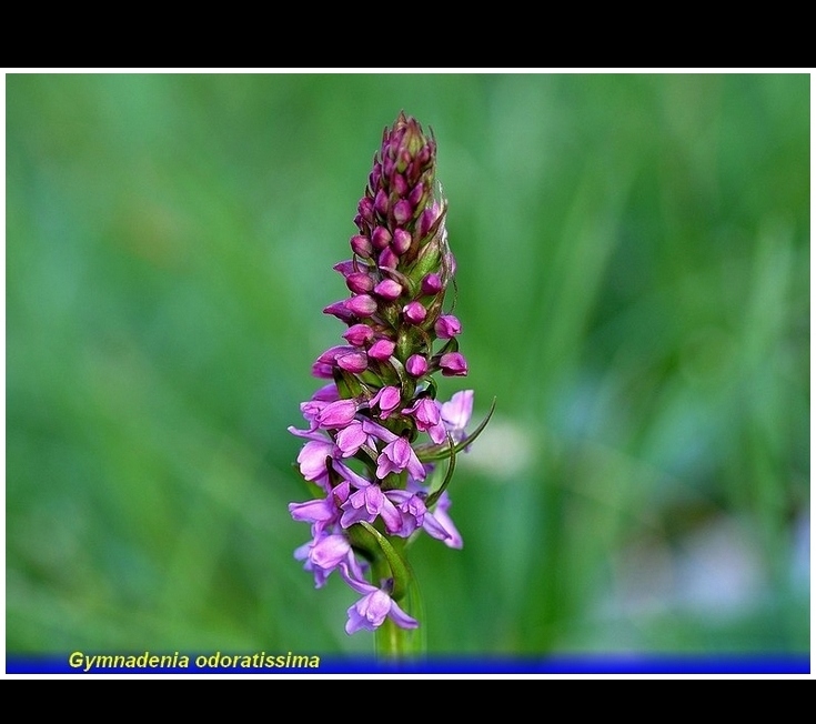 gymnadenia odoratissma