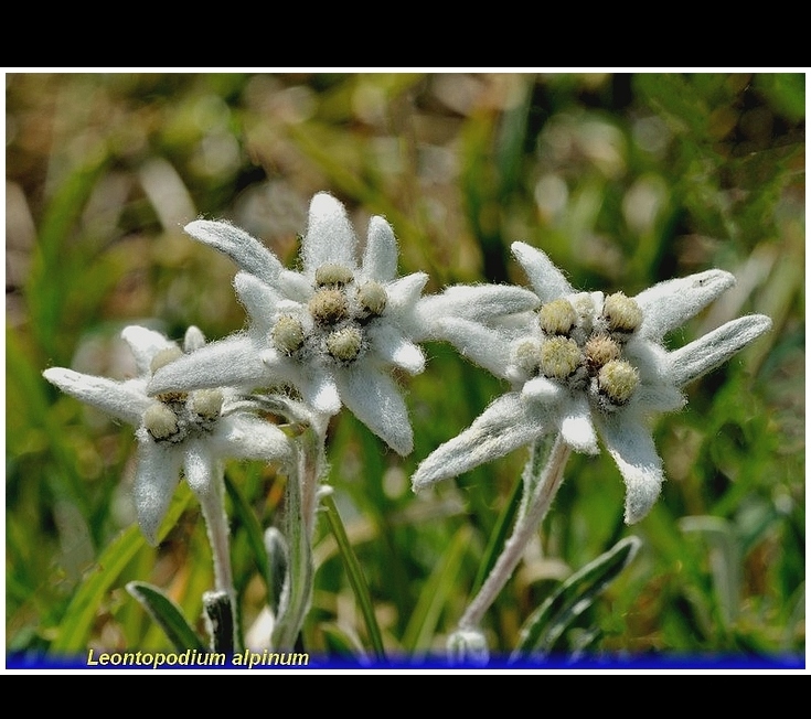 leontopodium alpinum