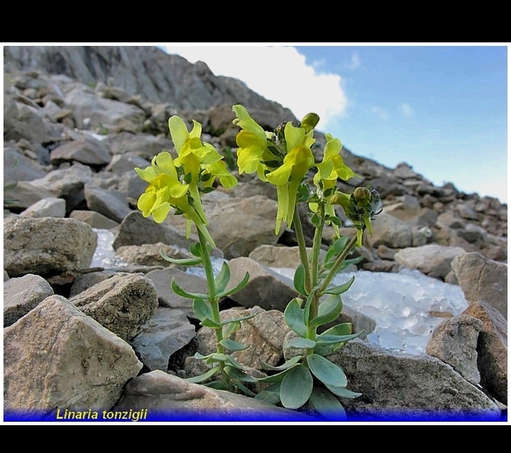 linaria tonzigi