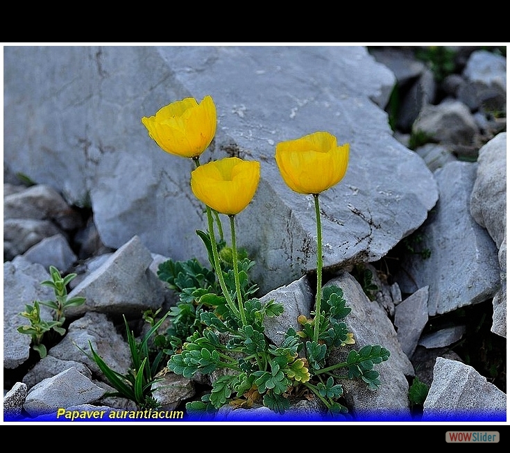 papaver aurantiacum