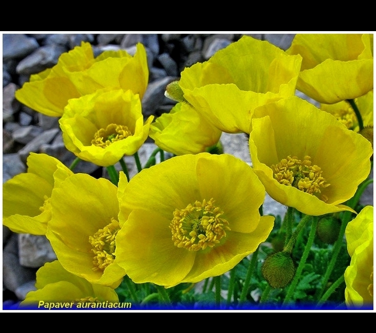 papaver aurantiacum .