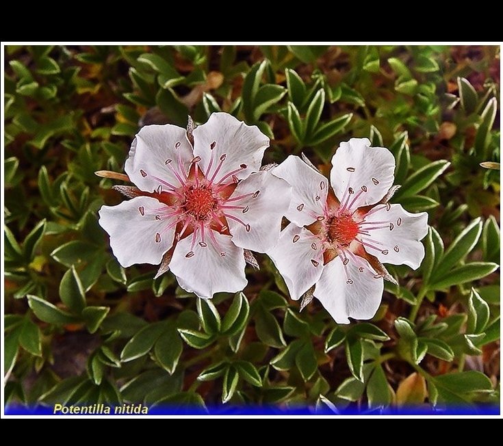 potentilla nitida