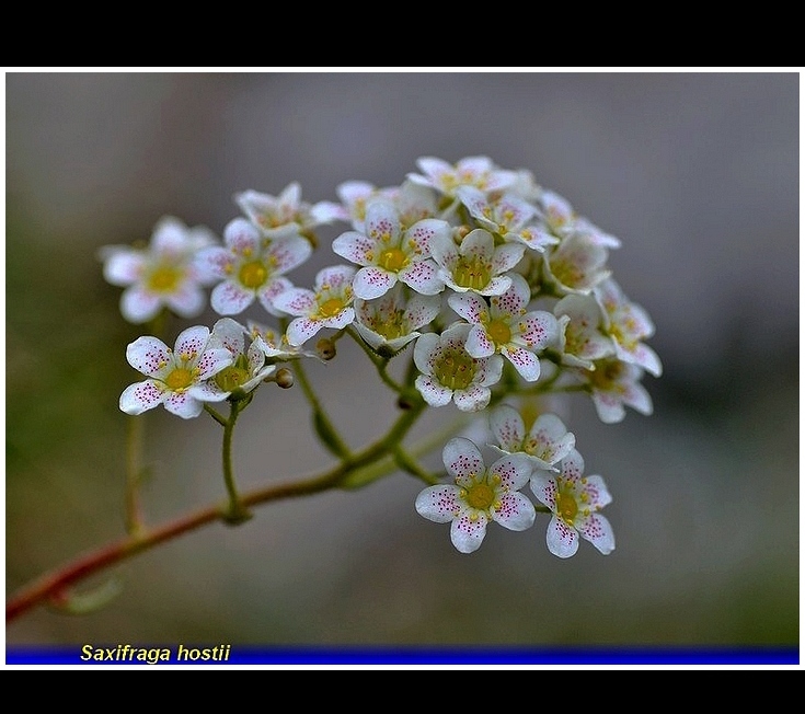 saxifraga hostii