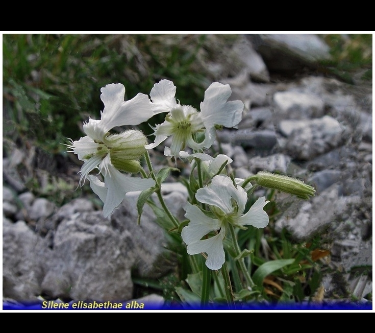 silene elisabethae alba