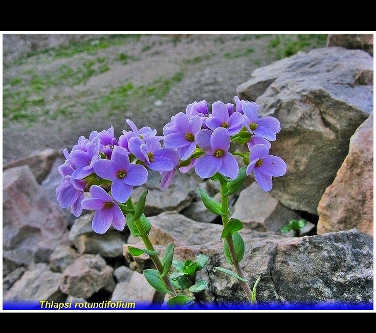 thlapsi rotundifolia