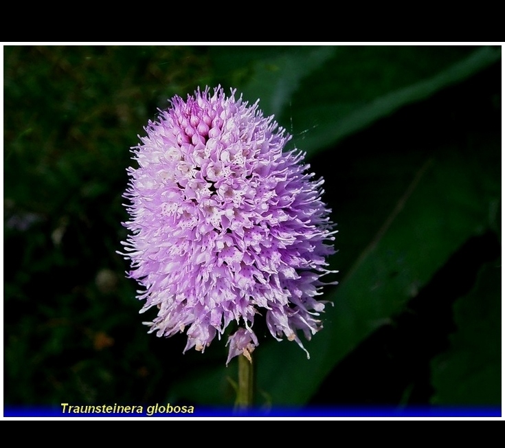 traunsteinera globosa