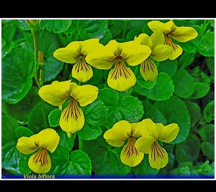 viola biflora
