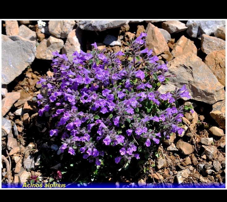 acinos alpinus