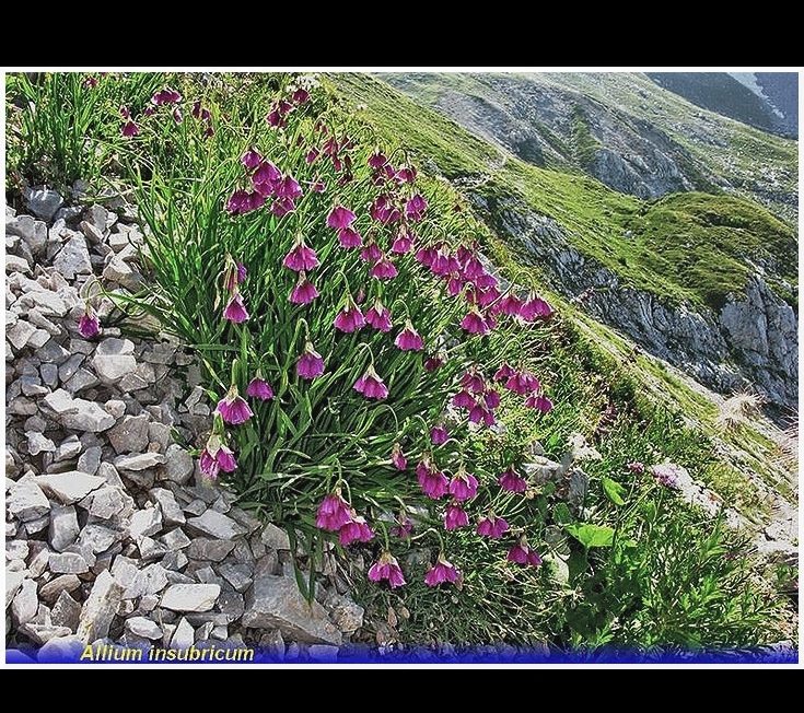 allium insubricum.