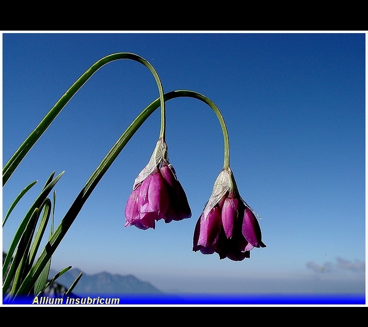 allium insubricum