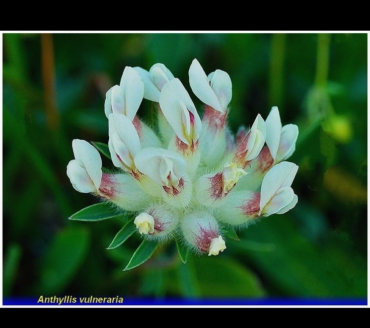anthyllis vulneraria