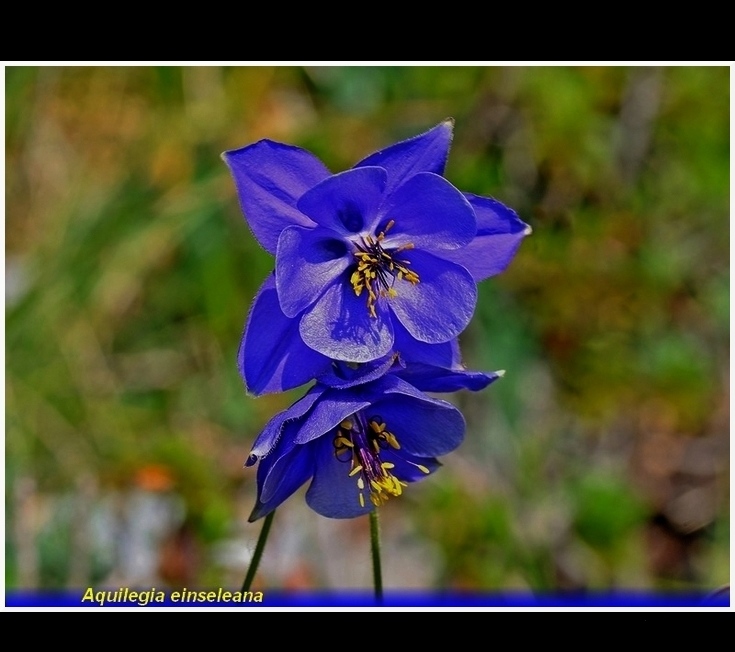 aquilegia einseleana