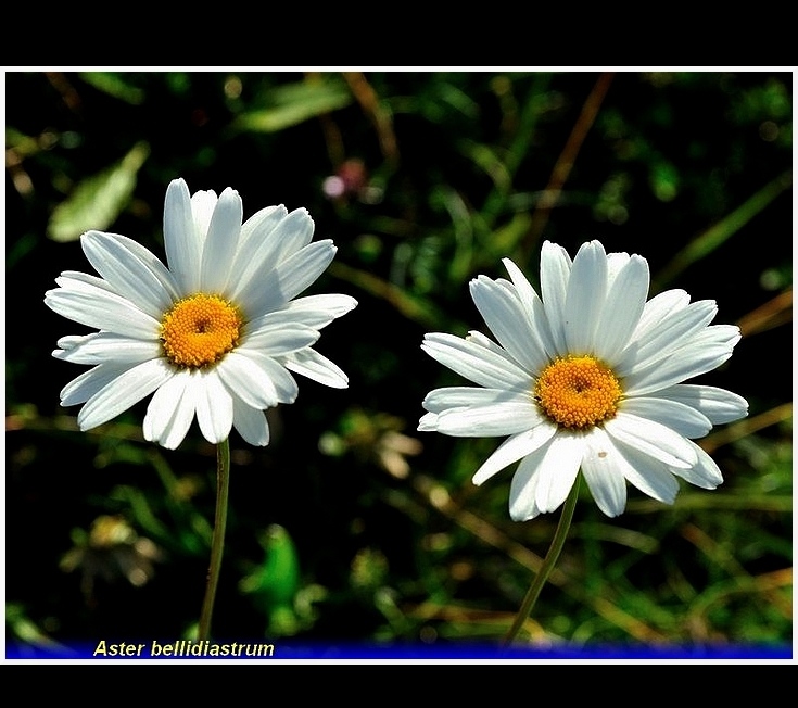 aster bellidiastrum