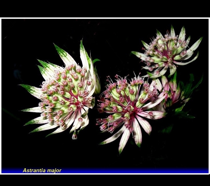 astrantia major