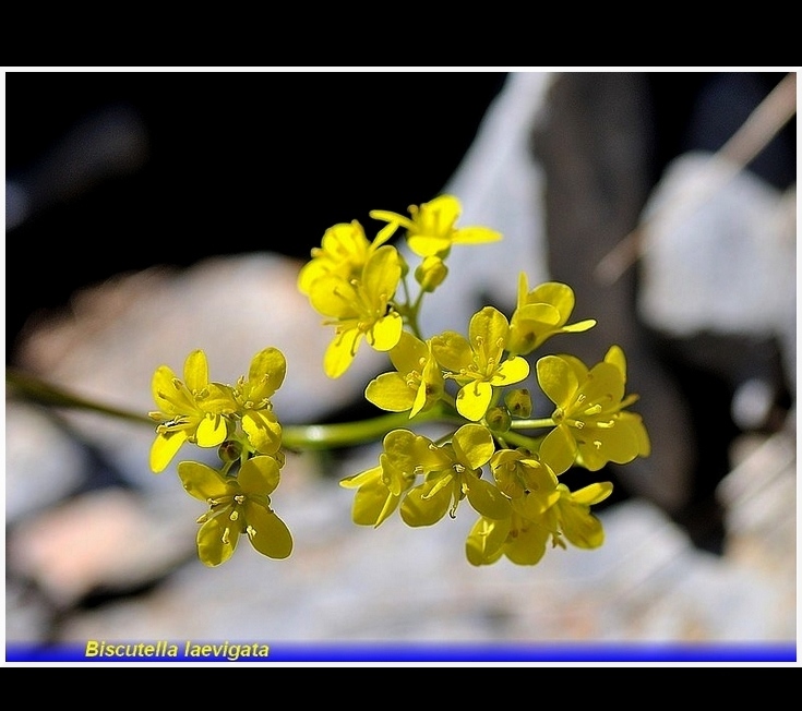 biscutella laevigata