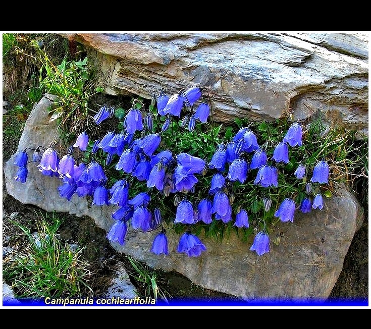 campanula cochlearifolia