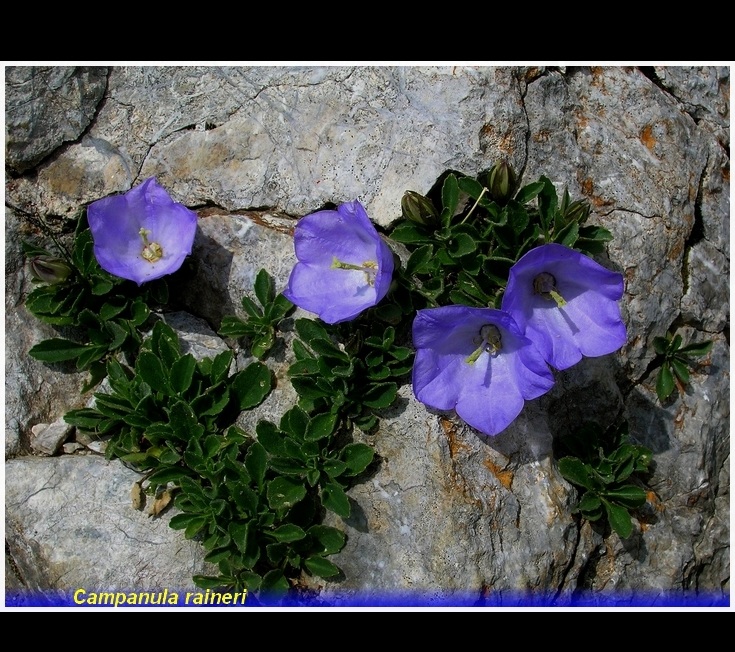 campanula raineri