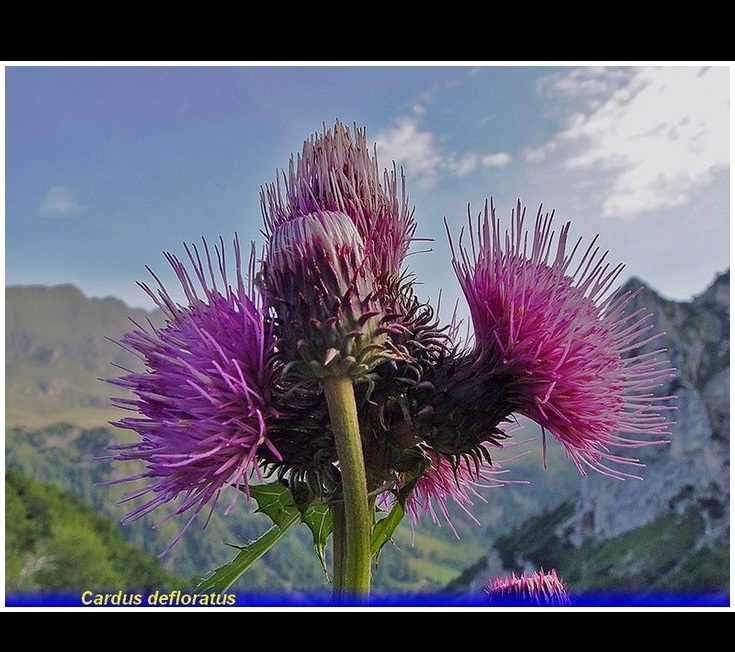 cardus defloratus