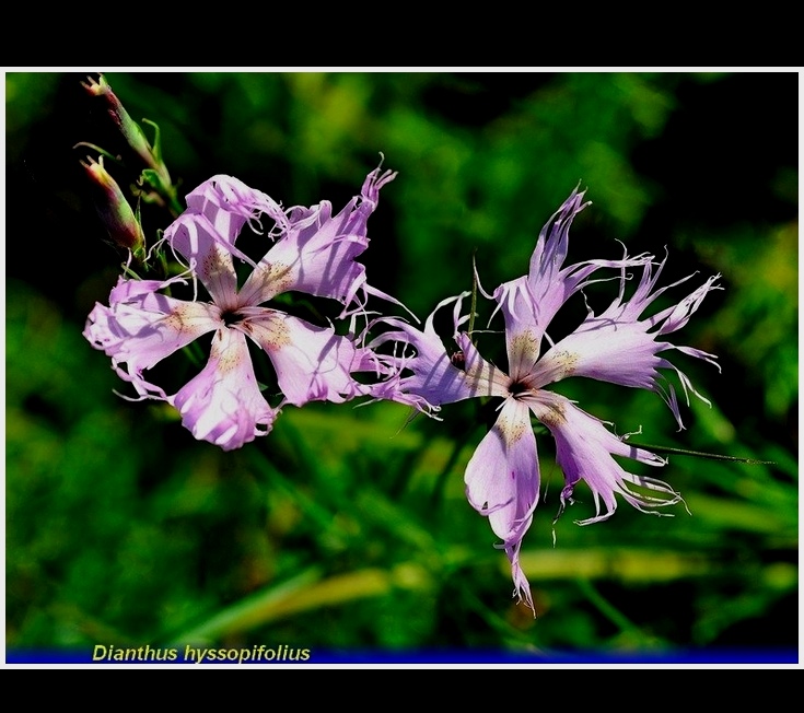 dianthus  hyssopifolius
