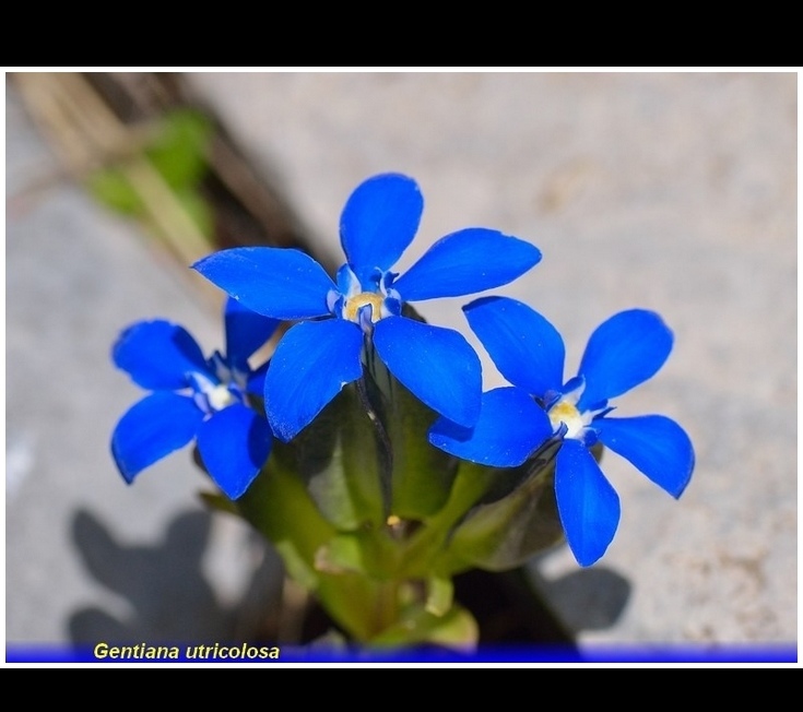 gentiana utricolosa