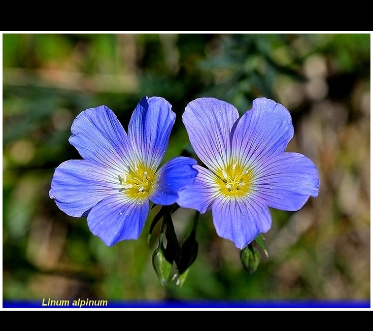 linum alpinum