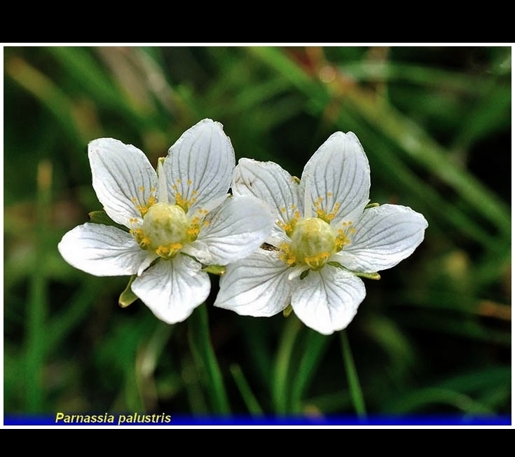 parnassia palustris