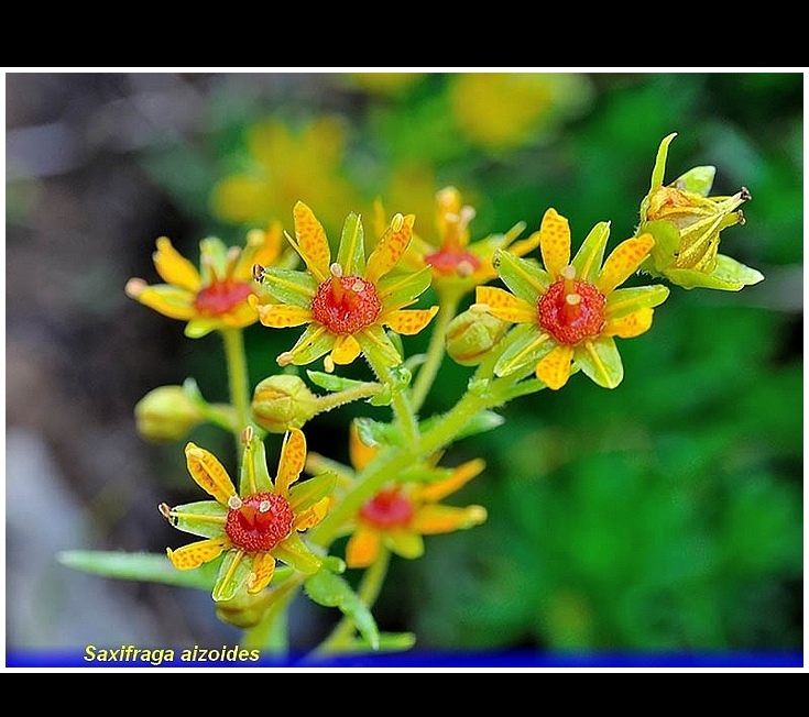 saxifraga aizoides