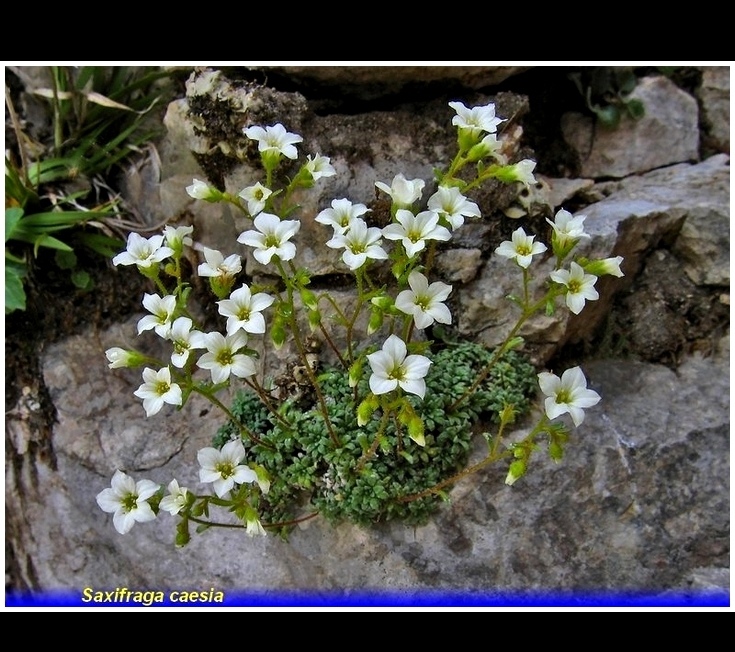 saxifraga caesia