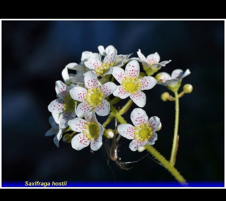 saxifraga hostii