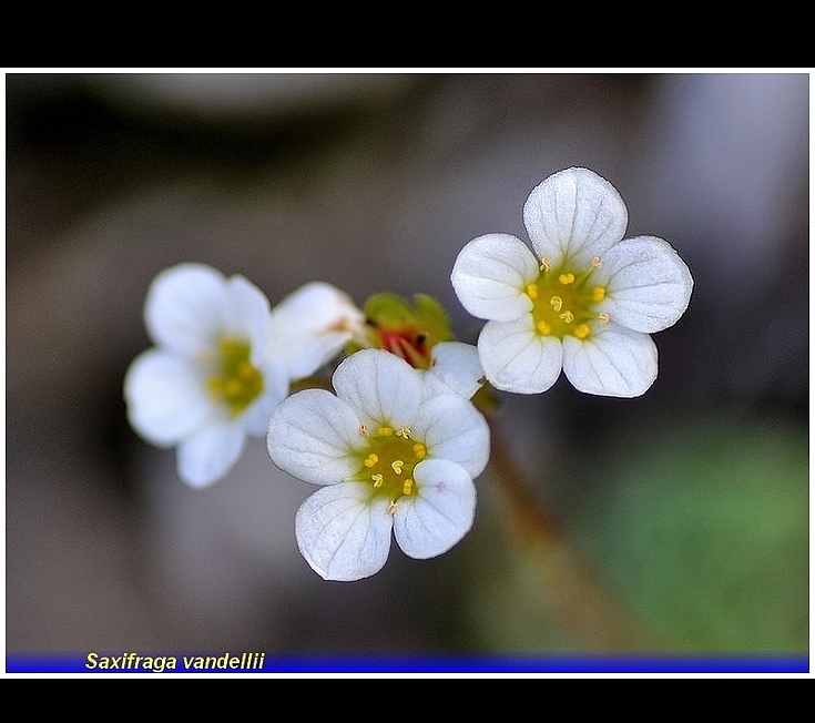 saxifraga vandellii