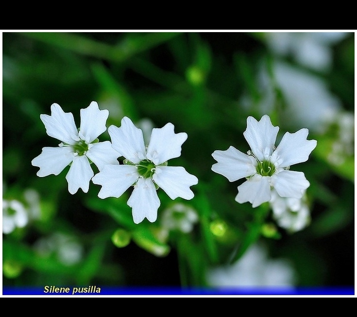 silene pusilla