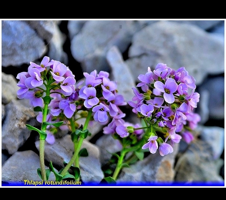 thlapsi  rotundifolium