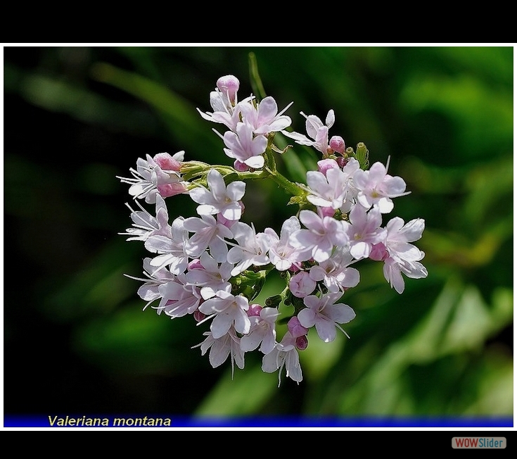 valeriana montana