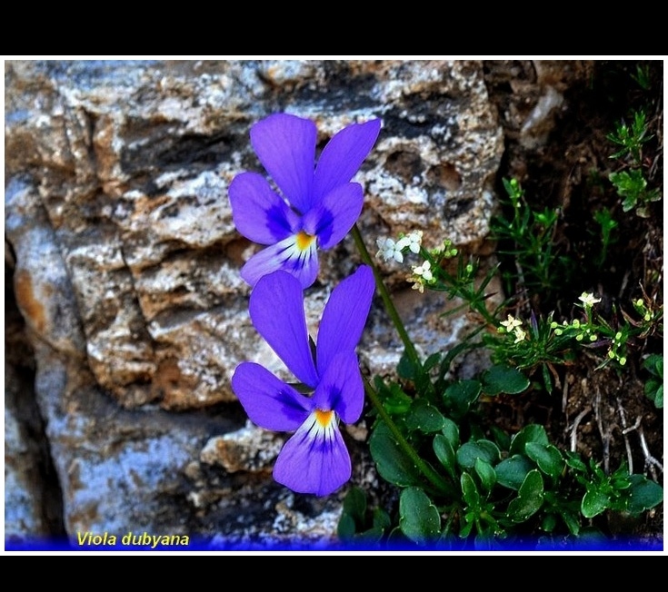 viola dubyana