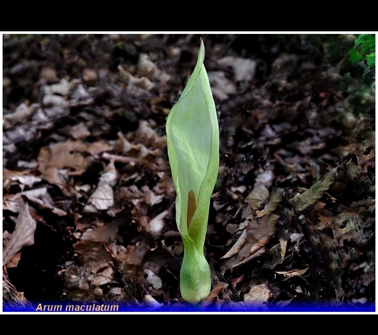 arum maculatum
