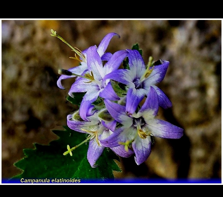campanula elatinoides