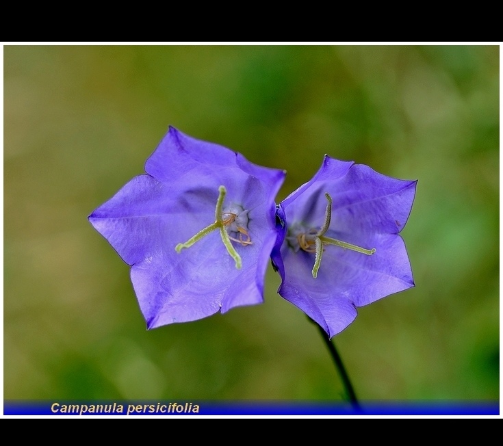 campanula persicifolia