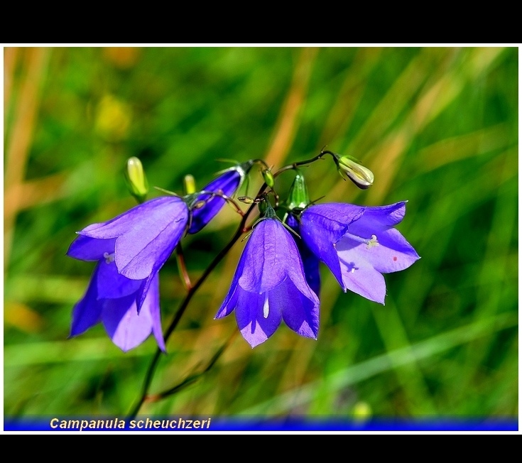 campanula scheuchzeri
