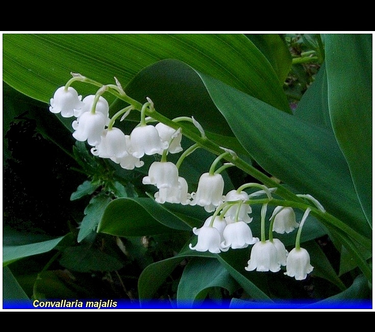 convallaria majalis