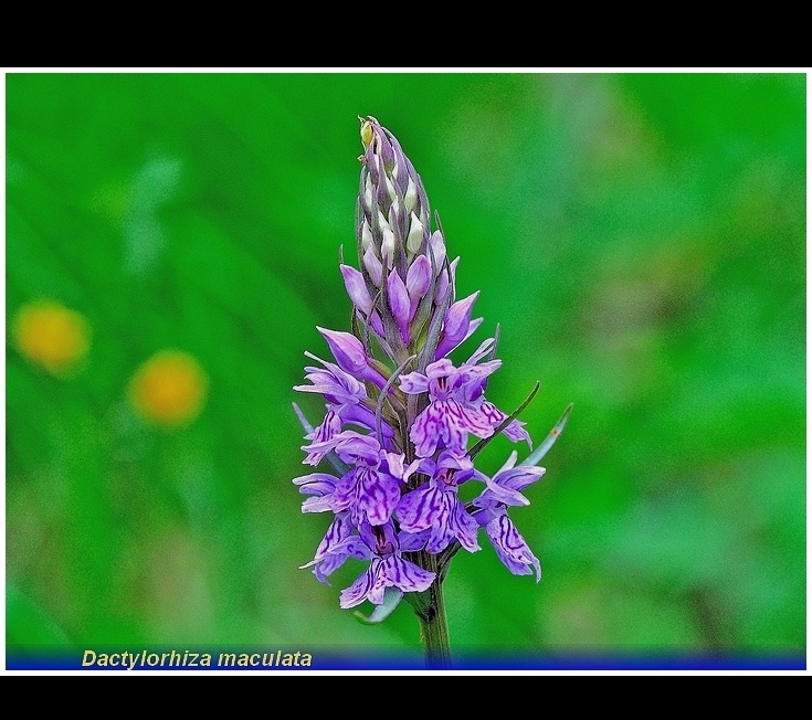 dactylorhiza maculata